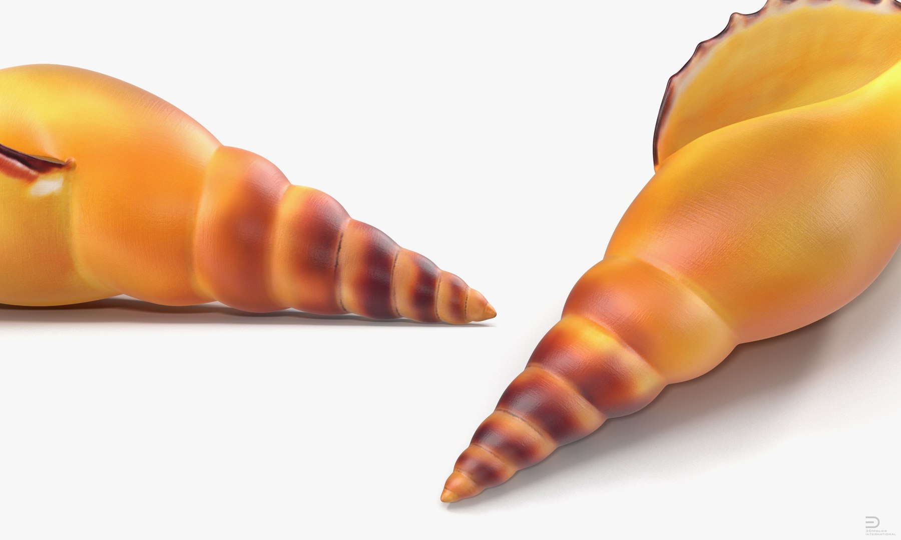 seashell sea shell 3d 3ds https://p.turbosquid.com/ts-thumb/lJ/vvEqjn/W7Vb1kFt/seashell3dsmodel005/jpg/1500898366/1920x1080/fit_q87/04f79708fe877a43301bd62dec0ae9006cfff790/seashell3dsmodel005.jpg