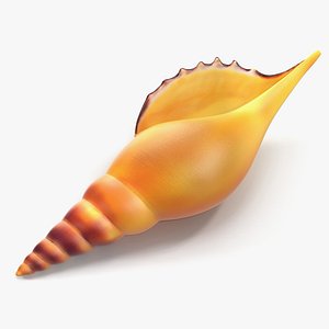 Seashell