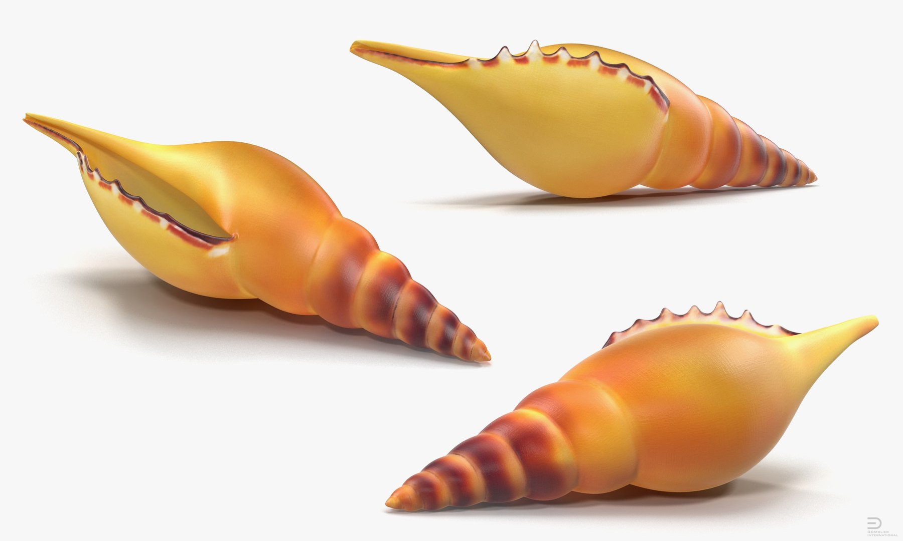 seashell sea shell 3d 3ds https://p.turbosquid.com/ts-thumb/lJ/vvEqjn/tBGda94A/seashell3dsmodel003/jpg/1500898366/1920x1080/fit_q87/f0c0993e1b52e3d937a044226158d3c4c21bb629/seashell3dsmodel003.jpg