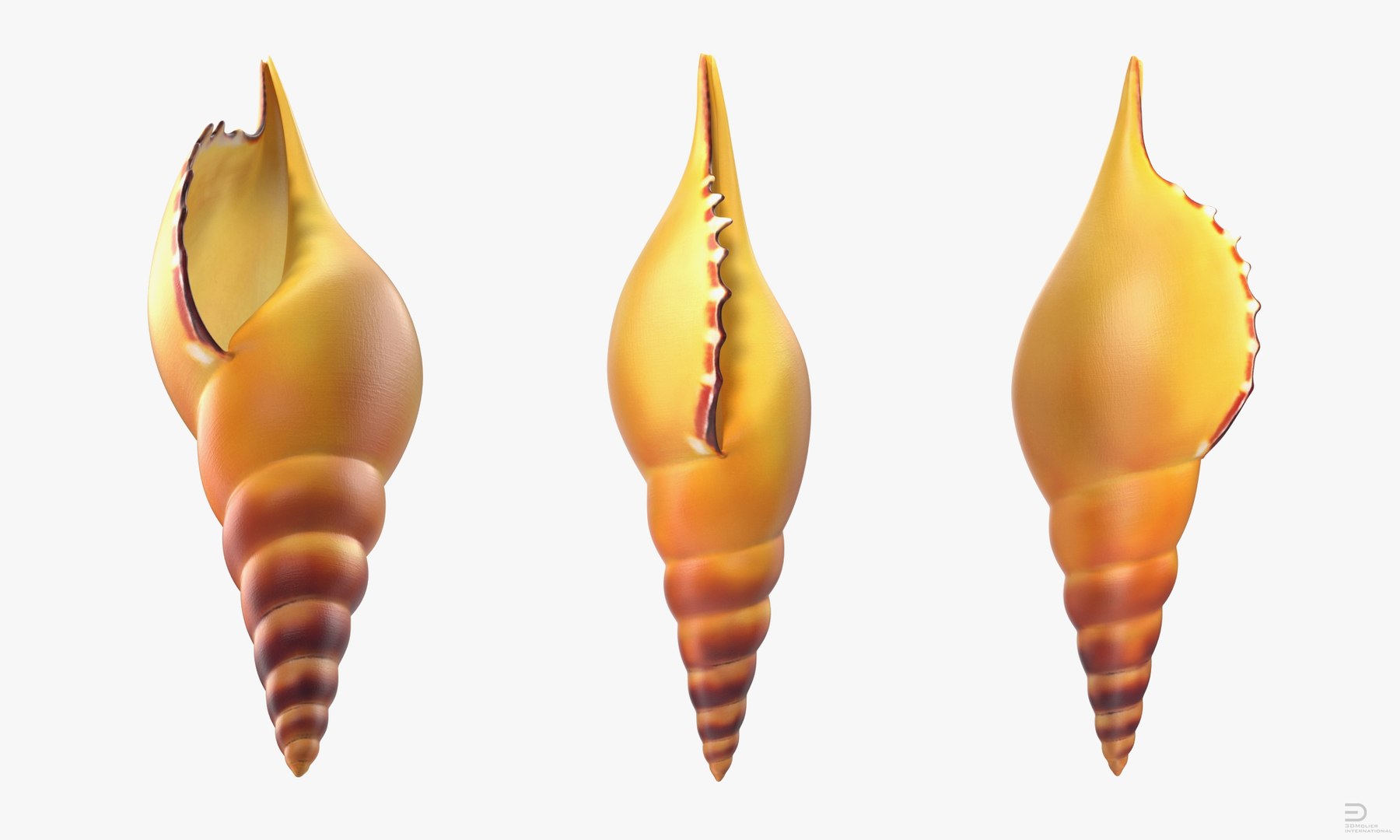 seashell sea shell 3d 3ds https://p.turbosquid.com/ts-thumb/lJ/vvEqjn/tfL2FNhM/seashell3dsmodel002/jpg/1500898366/1920x1080/fit_q87/24022e476b715d572dfe880ca2676665722c7a29/seashell3dsmodel002.jpg