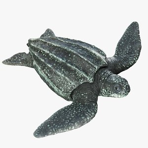 Leatherback sea turtle 3D model