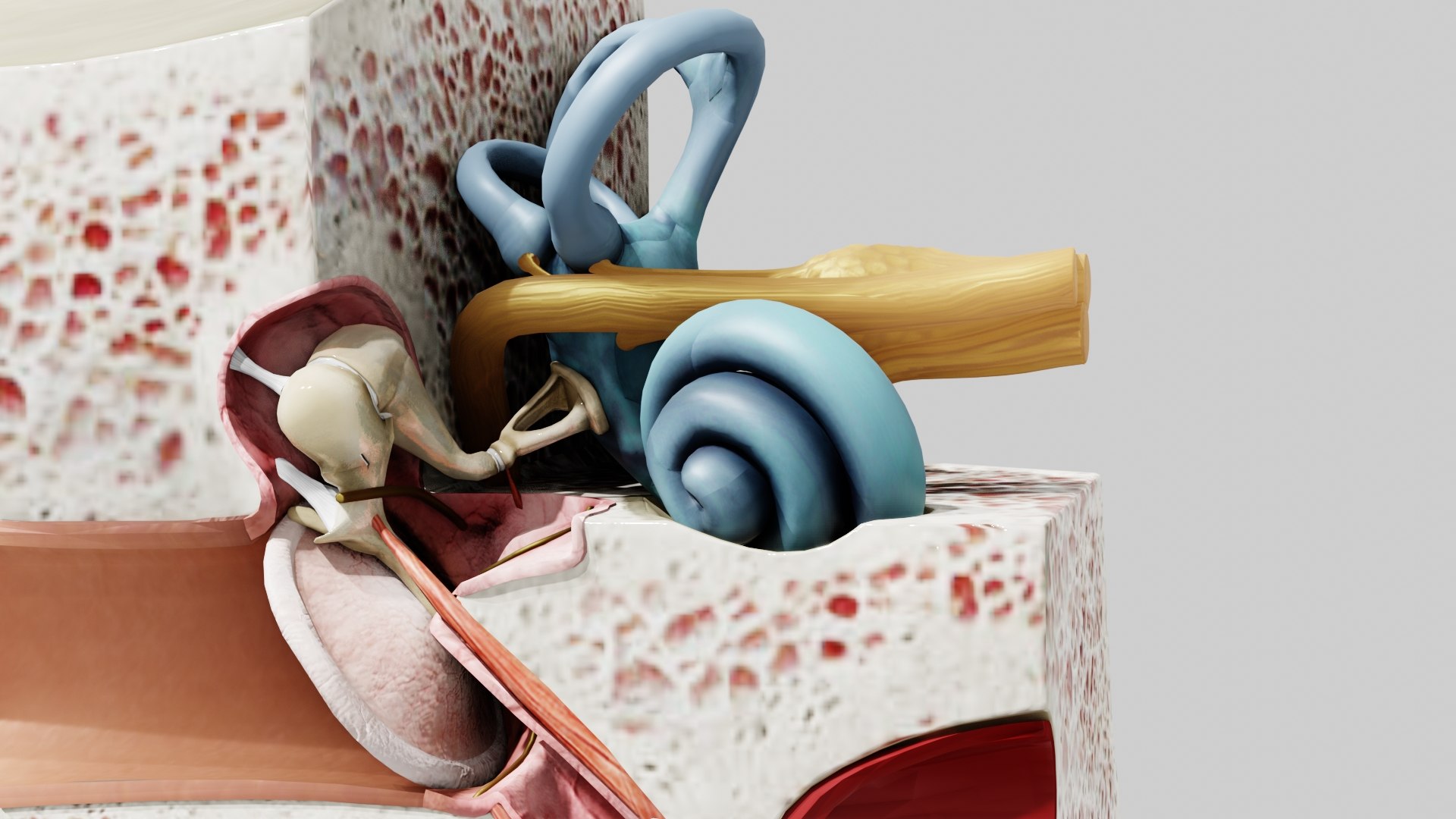 3D Ear Anatomy https://p.turbosquid.com/ts-thumb/lK/9QTjxY/0t/preview050001/jpg/1694963766/1920x1080/fit_q87/474b25a499c2de440650fec5f06ac108ea753c57/preview050001.jpg