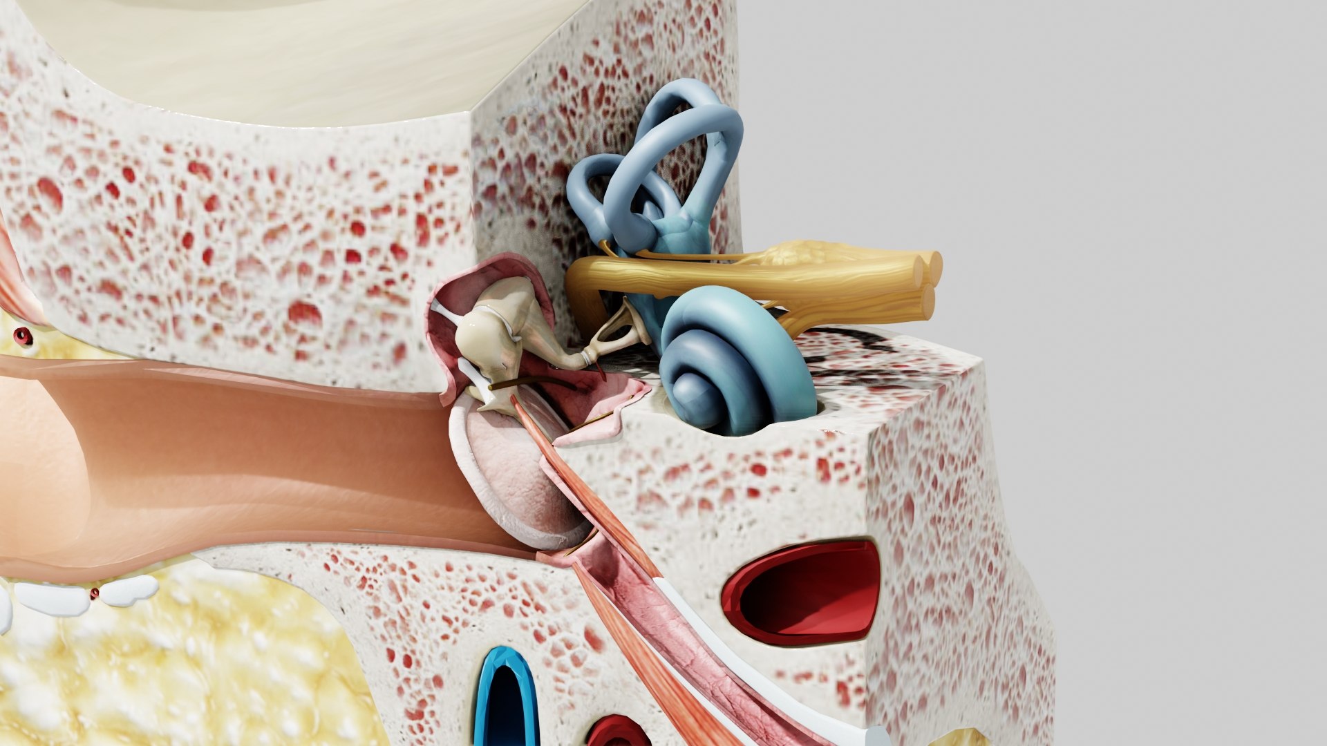 3D Ear Anatomy https://p.turbosquid.com/ts-thumb/lK/9QTjxY/N7/preview03/jpg/1694963762/1920x1080/fit_q87/2536ac599a69339232e30ed391ec44d5e3a3c2f3/preview03.jpg