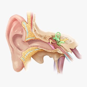 3D Ear Anatomy