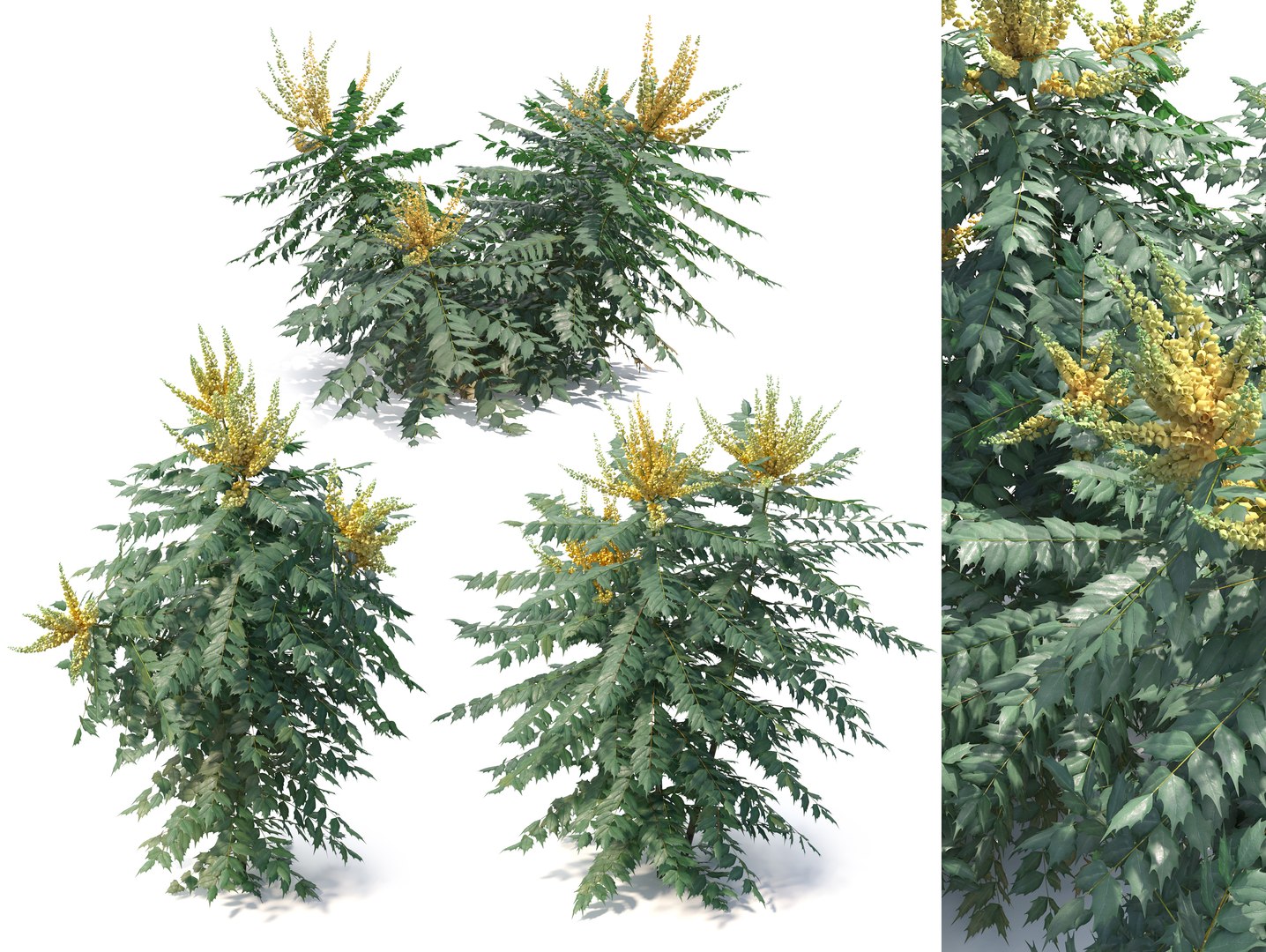 3D Berberis hortensis https://p.turbosquid.com/ts-thumb/lK/DTW1xp/7W/preview1cgt/jpg/1785908381/1920x1080/fit_q87/4499291cabfd4537c140eca85190fd8de637e4eb/preview1cgt.jpg