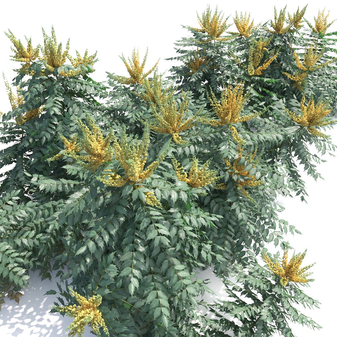 3D Berberis hortensis https://p.turbosquid.com/ts-thumb/lK/DTW1xp/Dv/preview4/jpg/1785908381/1920x1080/fit_q87/5d0ac181c4965d53ffecf6dc6378efb858230b3c/preview4.jpg
