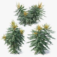 Berberis hortensis