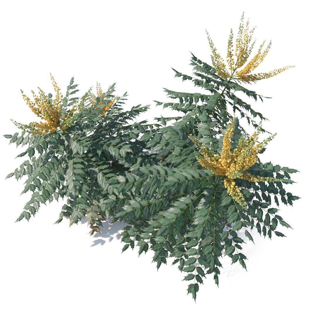 3D Berberis hortensis https://p.turbosquid.com/ts-thumb/lK/DTW1xp/NP/preview2/jpg/1785908378/1920x1080/fit_q87/8ab57b50de816d5492f9adf3919bd1d7eea5ff67/preview2.jpg