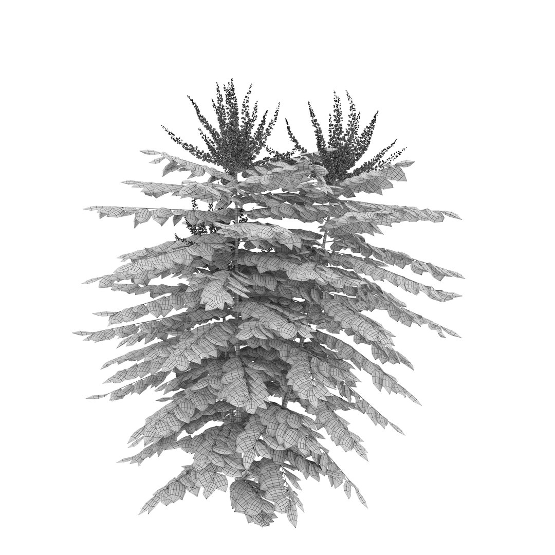 3D Berberis hortensis https://p.turbosquid.com/ts-thumb/lK/DTW1xp/O7/preview6/jpg/1785908381/1920x1080/fit_q87/fa69f7d7036f13892e064bba7a1c2f40aedab015/preview6.jpg
