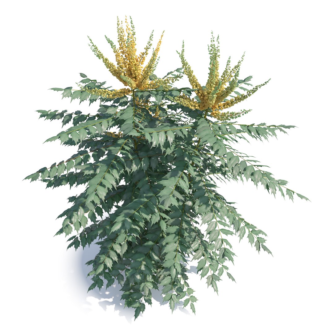 3D Berberis hortensis https://p.turbosquid.com/ts-thumb/lK/DTW1xp/OW/preview3/jpg/1785908379/1920x1080/fit_q87/c8b67ddf0d899b400fc07d9b3ca9b413457e11b9/preview3.jpg
