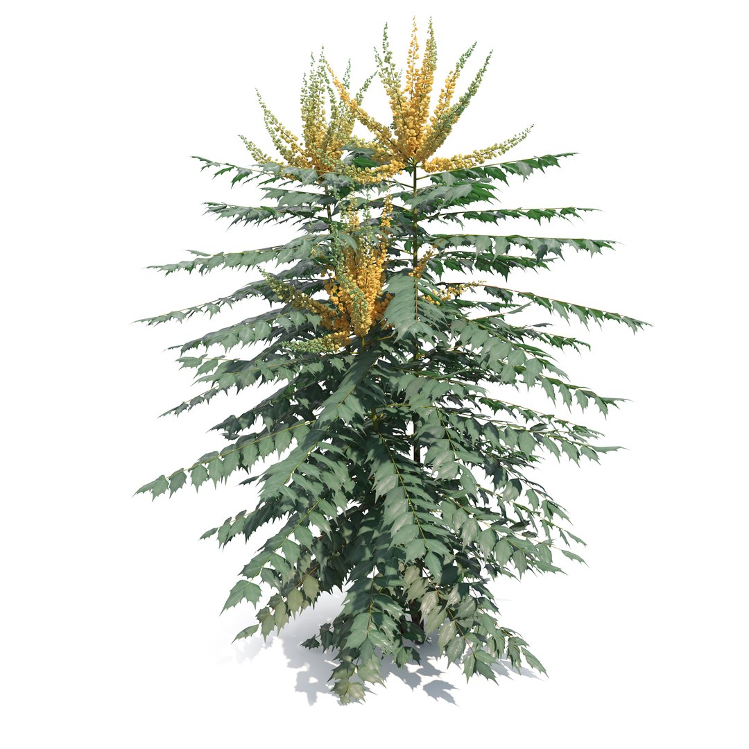 3D Berberis hortensis https://p.turbosquid.com/ts-thumb/lK/DTW1xp/cJ/preview3a/jpg/1785908379/1920x1080/fit_q87/ce7e3f47e65eefa314545f5b409c8191968eaa1b/preview3a.jpg