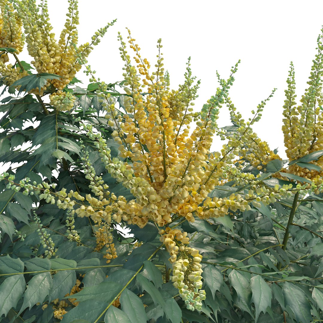 3D Berberis hortensis https://p.turbosquid.com/ts-thumb/lK/DTW1xp/xH/preview5/jpg/1785908381/1920x1080/fit_q87/ab81ea18c70dd1bdbe42178a4dcb371726ddc1e5/preview5.jpg