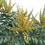 Berberis hortensis