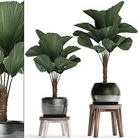 Licuala palm in a pot 453
