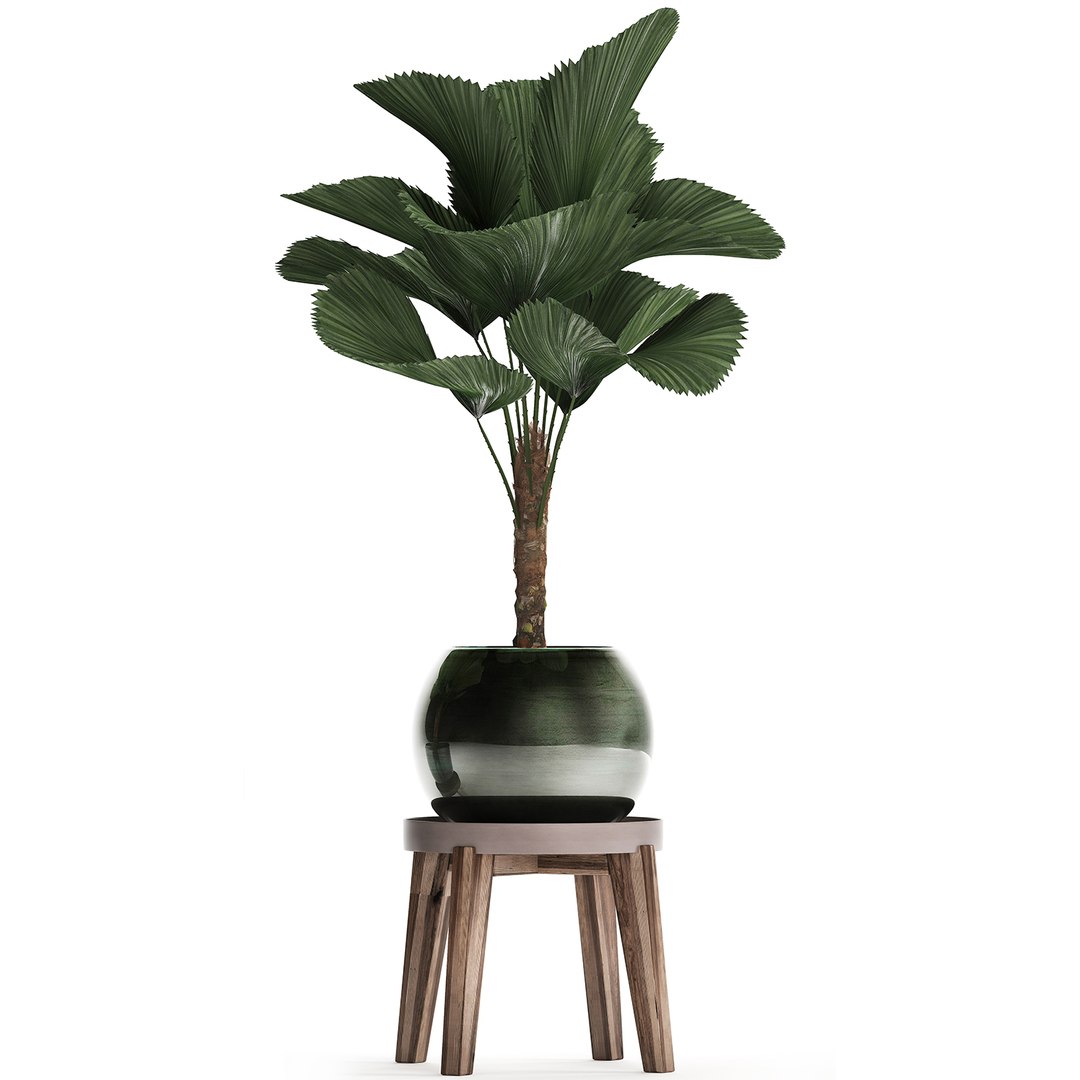 ornamental pot licuala model https://p.turbosquid.com/ts-thumb/lK/WIw2Db/R9S9g3cY/licuala2502202003/jpg/1582716423/1920x1080/fit_q87/14087e8f13cbf99c993e2a0ae2f4f9358dad12a2/licuala2502202003.jpg