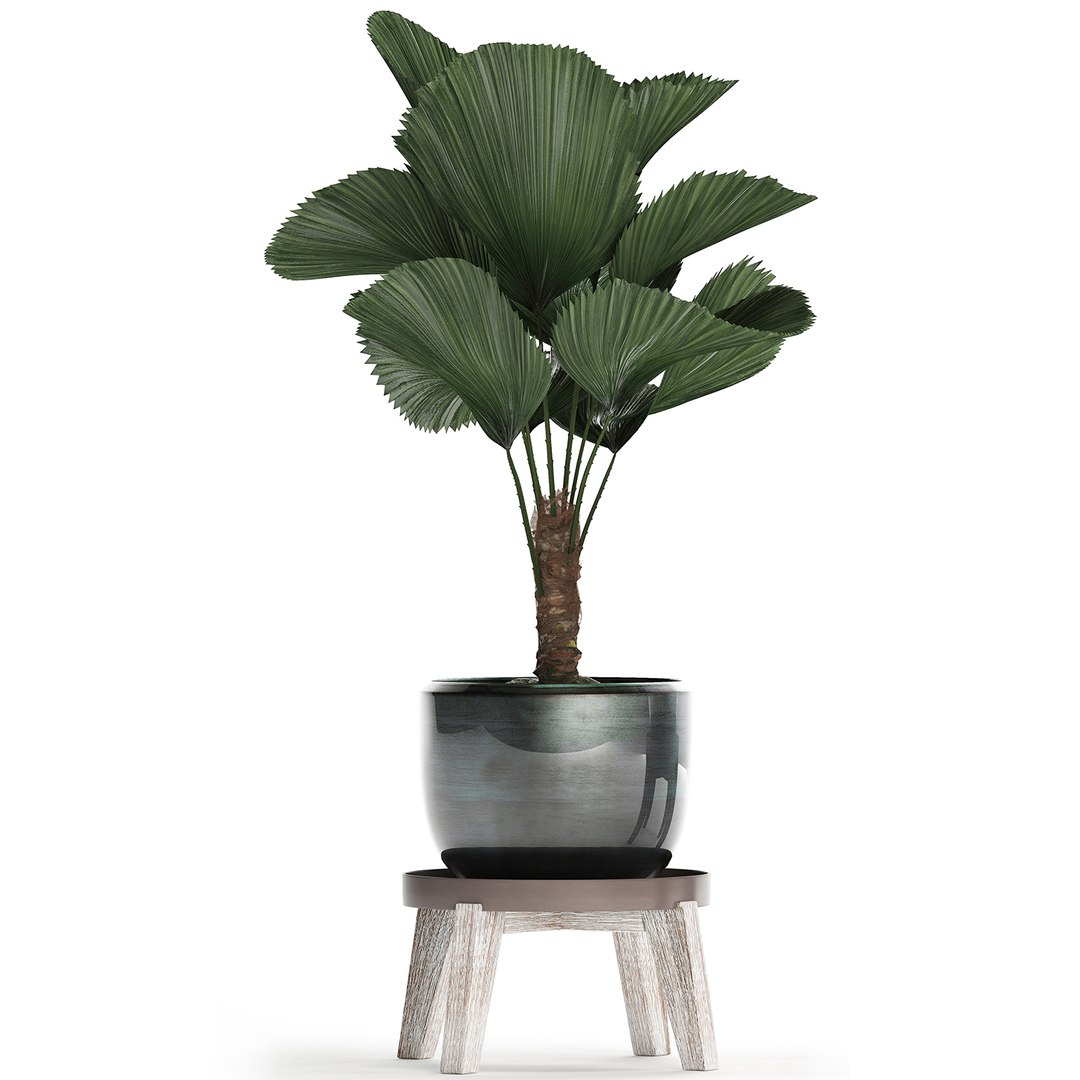 ornamental pot licuala model https://p.turbosquid.com/ts-thumb/lK/WIw2Db/SsicHYlQ/licuala2502202002/jpg/1582716423/1920x1080/fit_q87/9c36d3f4b64b479a4d46e7c675216d9d46a59d28/licuala2502202002.jpg