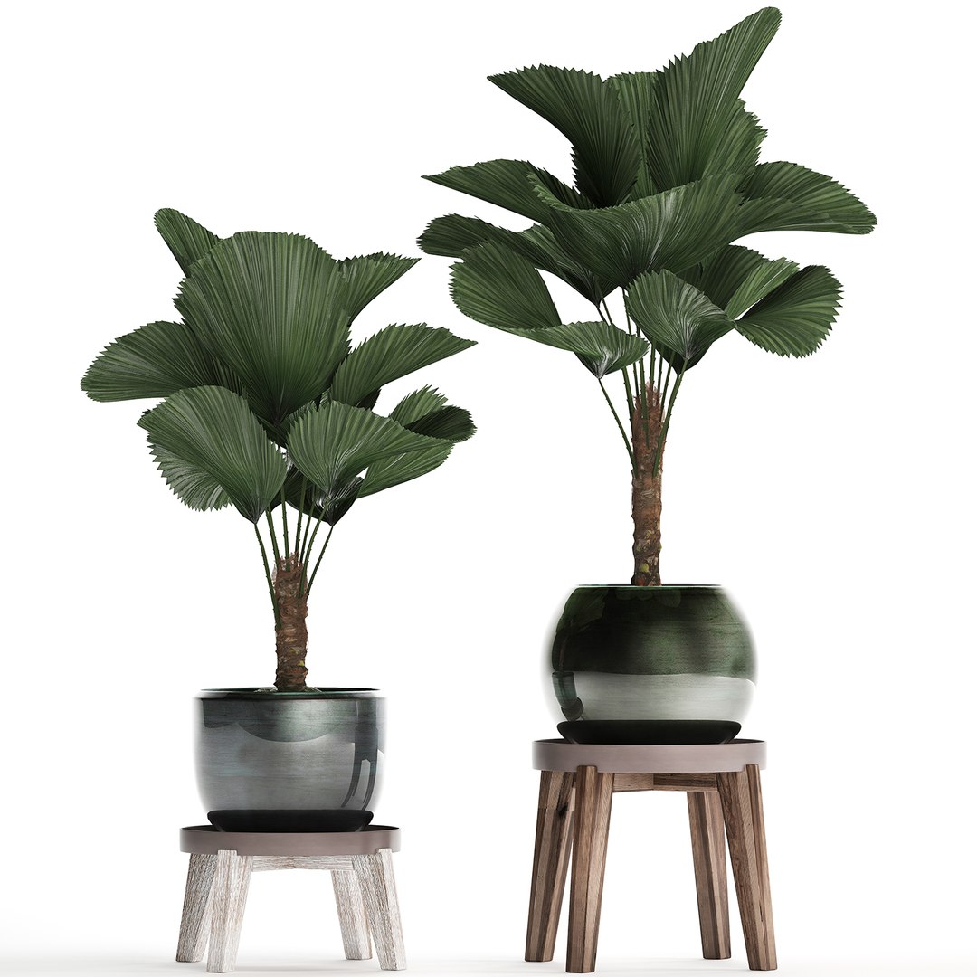 ornamental pot licuala model https://p.turbosquid.com/ts-thumb/lK/WIw2Db/VRnKmZUS/licuala2502202001/jpg/1582716423/1920x1080/fit_q87/a789f2756ffe6cdf5464d583e85aae4c53bb5925/licuala2502202001.jpg