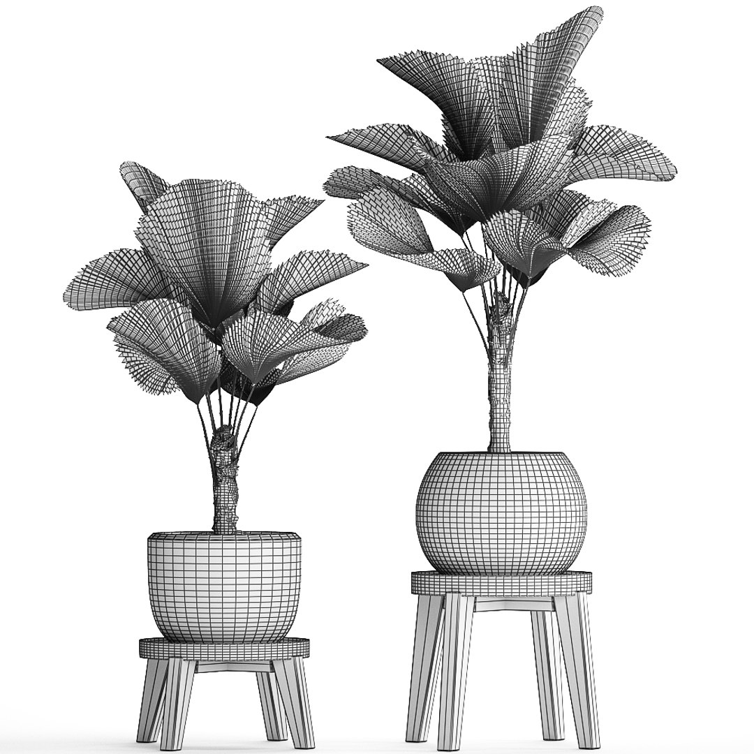 ornamental pot licuala model https://p.turbosquid.com/ts-thumb/lK/WIw2Db/ZjdLnoCR/licuala2502202009/jpg/1582716423/1920x1080/fit_q87/87e00023153df6fc8426df3df9a3557372ff7a33/licuala2502202009.jpg