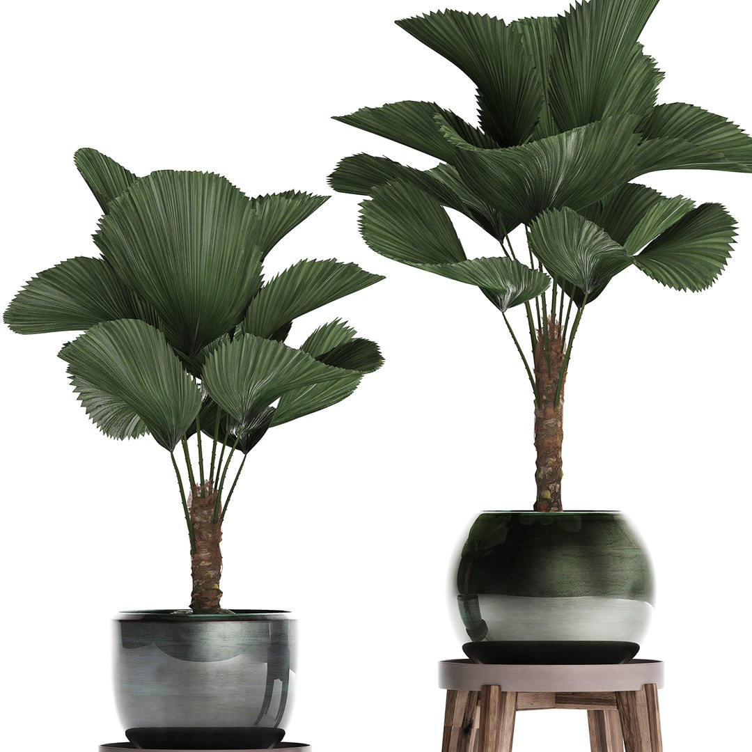 ornamental pot licuala model https://p.turbosquid.com/ts-thumb/lK/WIw2Db/apPcWcDy/licuala2502202004/jpg/1582716423/1920x1080/fit_q87/d64e774c7021f0993ad0754f412472d04f7a2f0e/licuala2502202004.jpg
