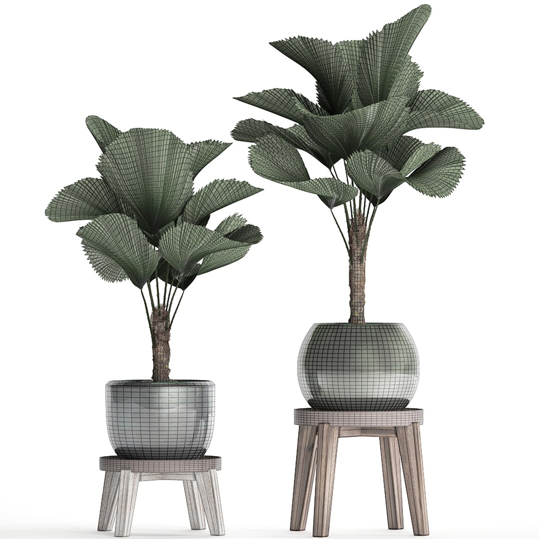 ornamental pot licuala model https://p.turbosquid.com/ts-thumb/lK/WIw2Db/hGNKIT2W/licuala2502202008/jpg/1582716423/1920x1080/fit_q87/bf8ae58d73497439e12513a4b37a58f2b05796d4/licuala2502202008.jpg
