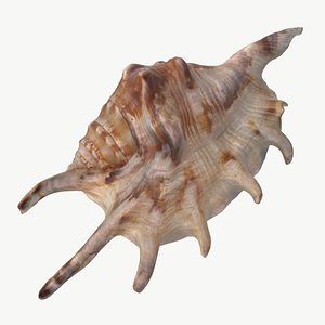 3D Seashell