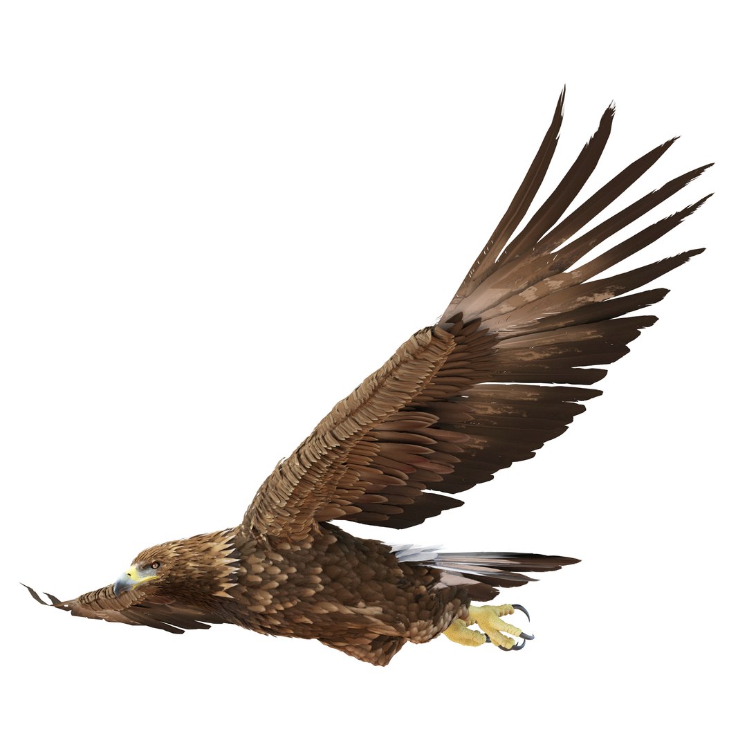 Golden Eagle Pose 3 3D model preview