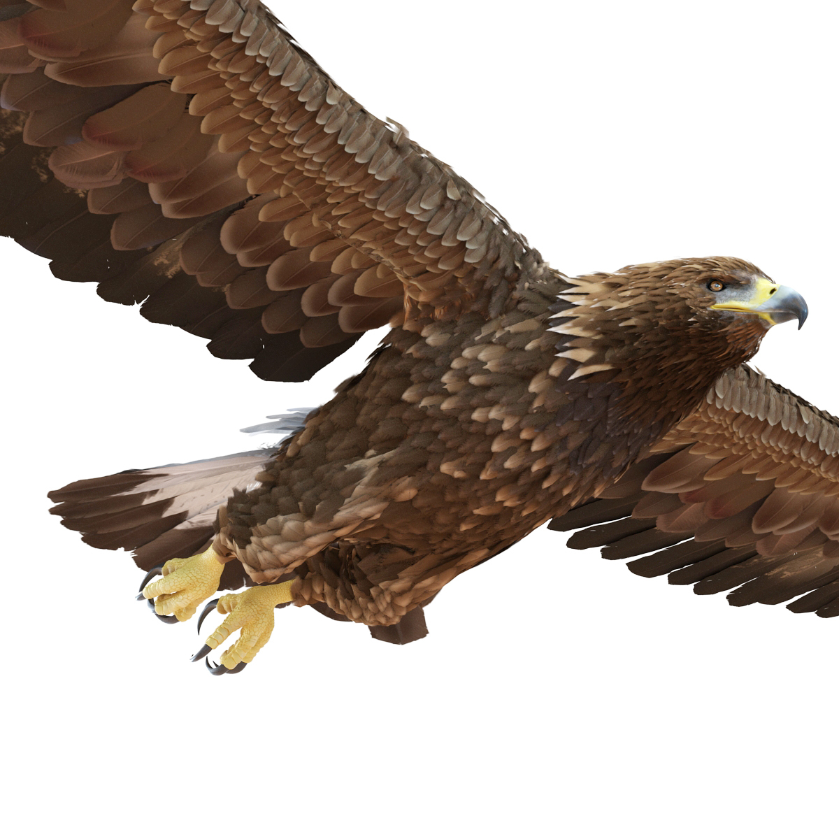 3d golden eagle pose 3 model