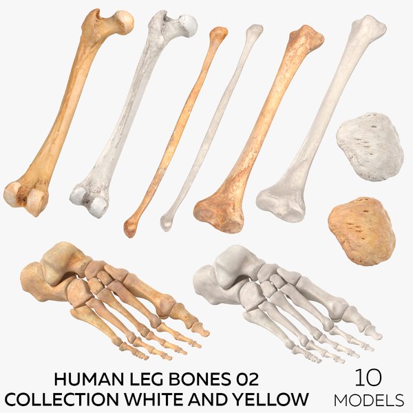 Human Leg Bones 02 Collection White and Yellow - 10 models 3D