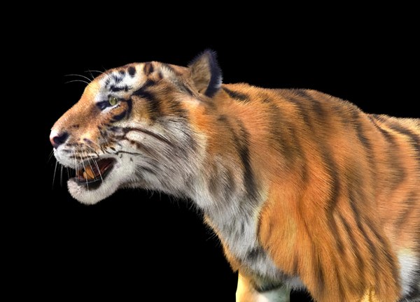 tiger rigging 3D