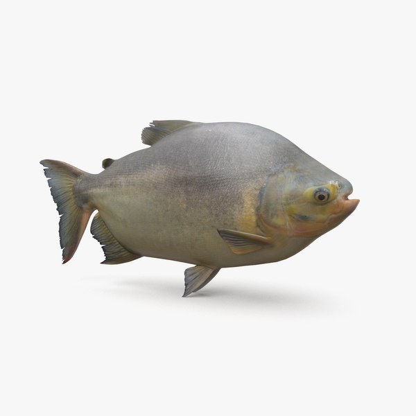 tambaqui pbr 3D model