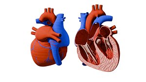 Heart Animation - Human Heart Beating 3D model