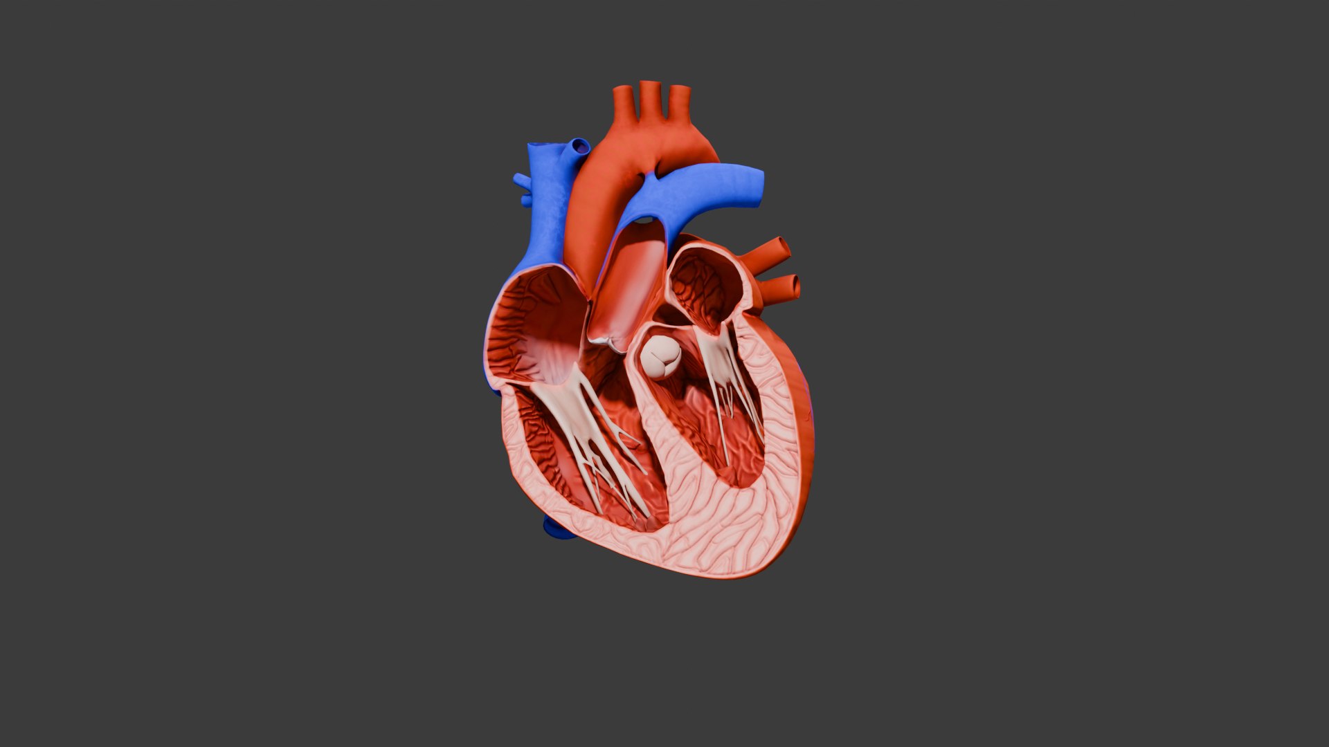 Heart Animation - Human Heart Beating 3D model https://p.turbosquid.com/ts-thumb/lK/oXwC05/SH/inside/png/1754576020/1920x1080/fit_q87/36c3be0d1d9028eca2bb6749998855b141698be8/inside.jpg
