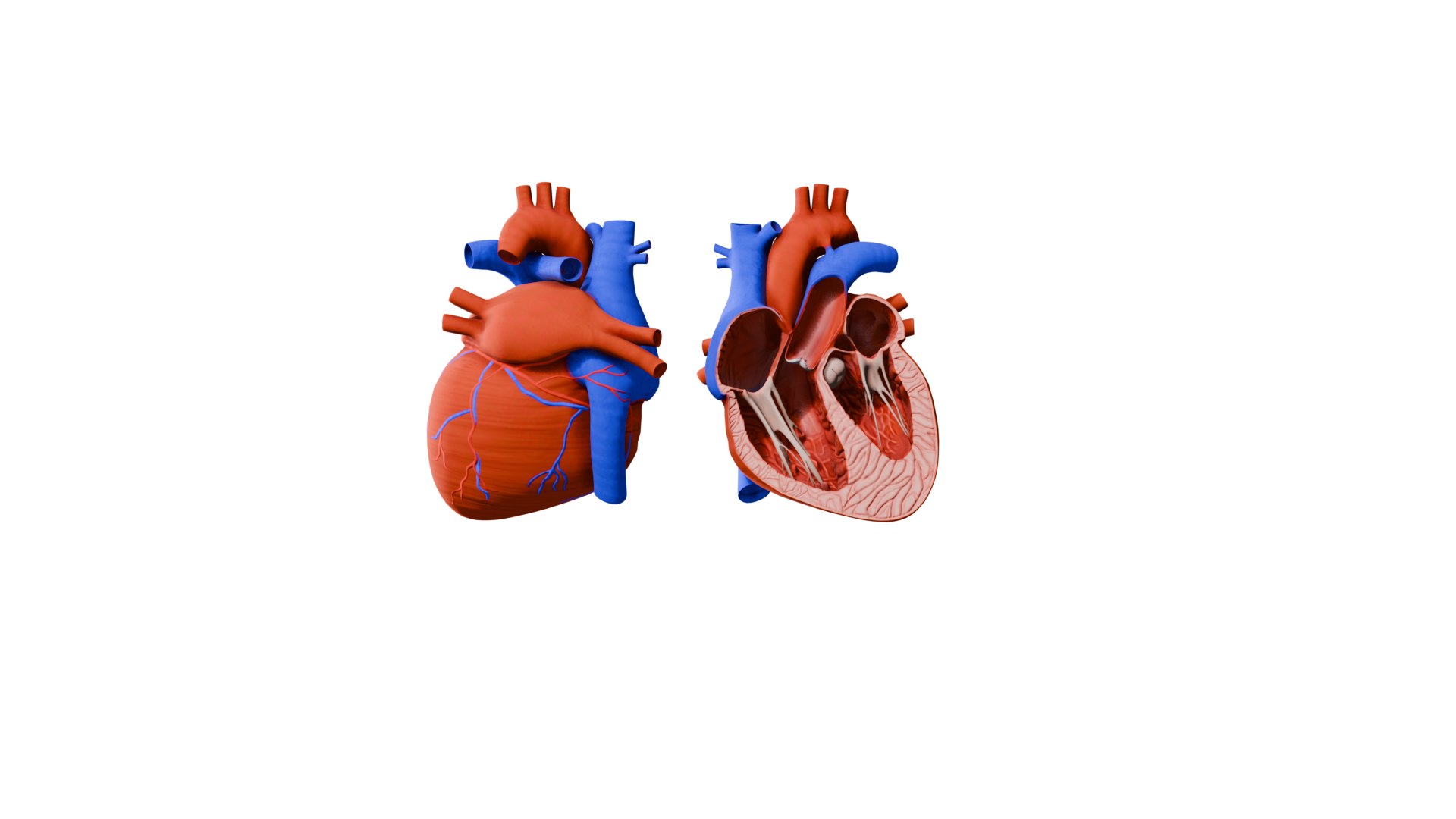 Heart Animation - Human Heart Beating 3D model https://p.turbosquid.com/ts-thumb/lK/oXwC05/XQ/0001/png/1754609418/1920x1080/fit_q87/4ae3d286cc3afc22937db337e29259dc0058cc76/0001.jpg