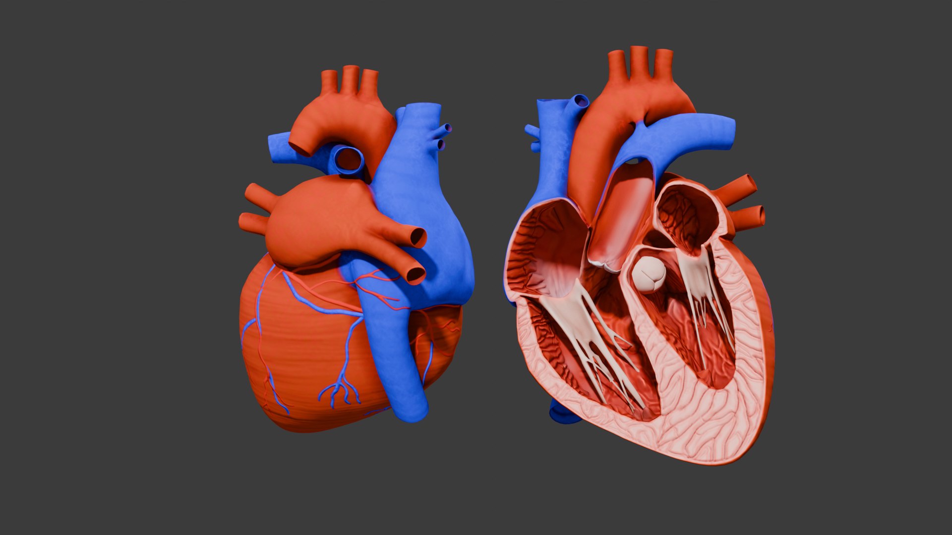 Heart Animation - Human Heart Beating 3D model https://p.turbosquid.com/ts-thumb/lK/oXwC05/fT/thumnailsearch/png/1754576071/1920x1080/fit_q87/07ee965224a19c759e2799070c8384deee972011/thumnailsearch.jpg