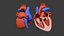 Heart Animation - Human Heart Beating