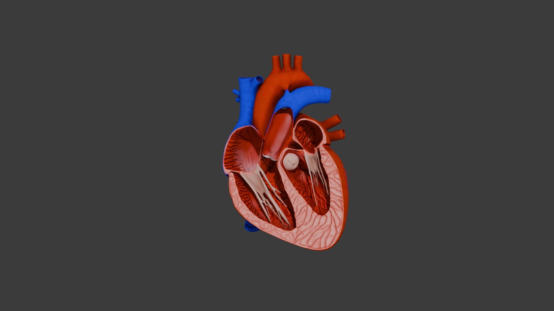 Heart Animation - Human Heart Beating 3D model https://p.turbosquid.com/ts-thumb/lK/oXwC05/xW/bl/png/1754575995/1920x1080/fit_q87/794414e26694e595685eba62a060fdd6a7f0f5cf/bl.jpg