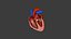Heart Animation - Human Heart Beating