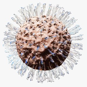 Herpes Virus
