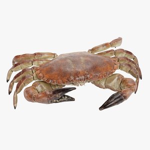 edible crab rigged 3D model