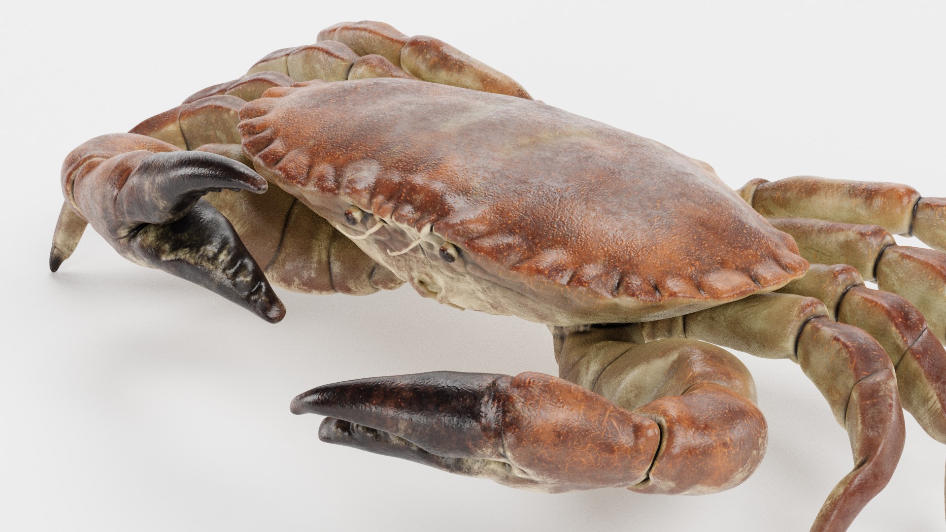 Edible Crab Rigged 3D Model - TurboSquid 1702548
