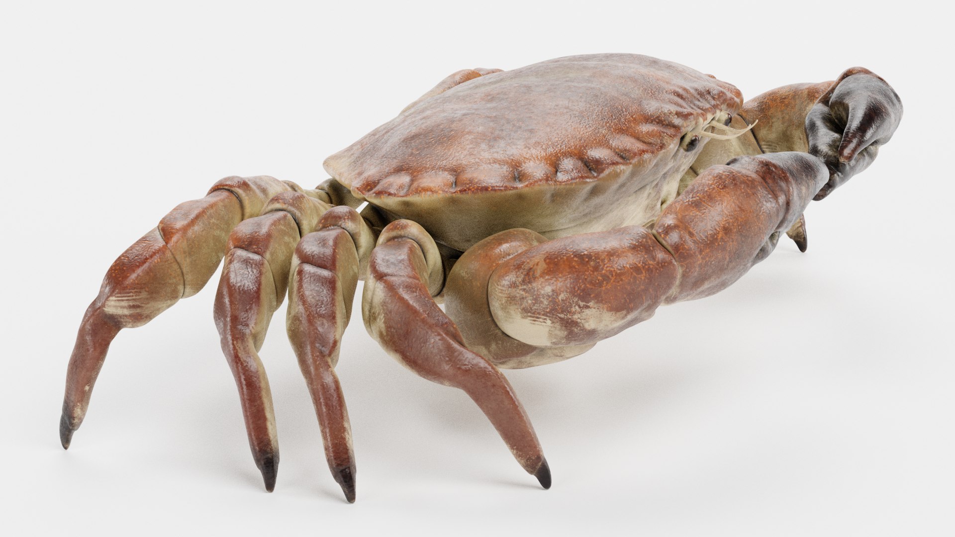 Edible Crab Rigged 3D Model - TurboSquid 1702548