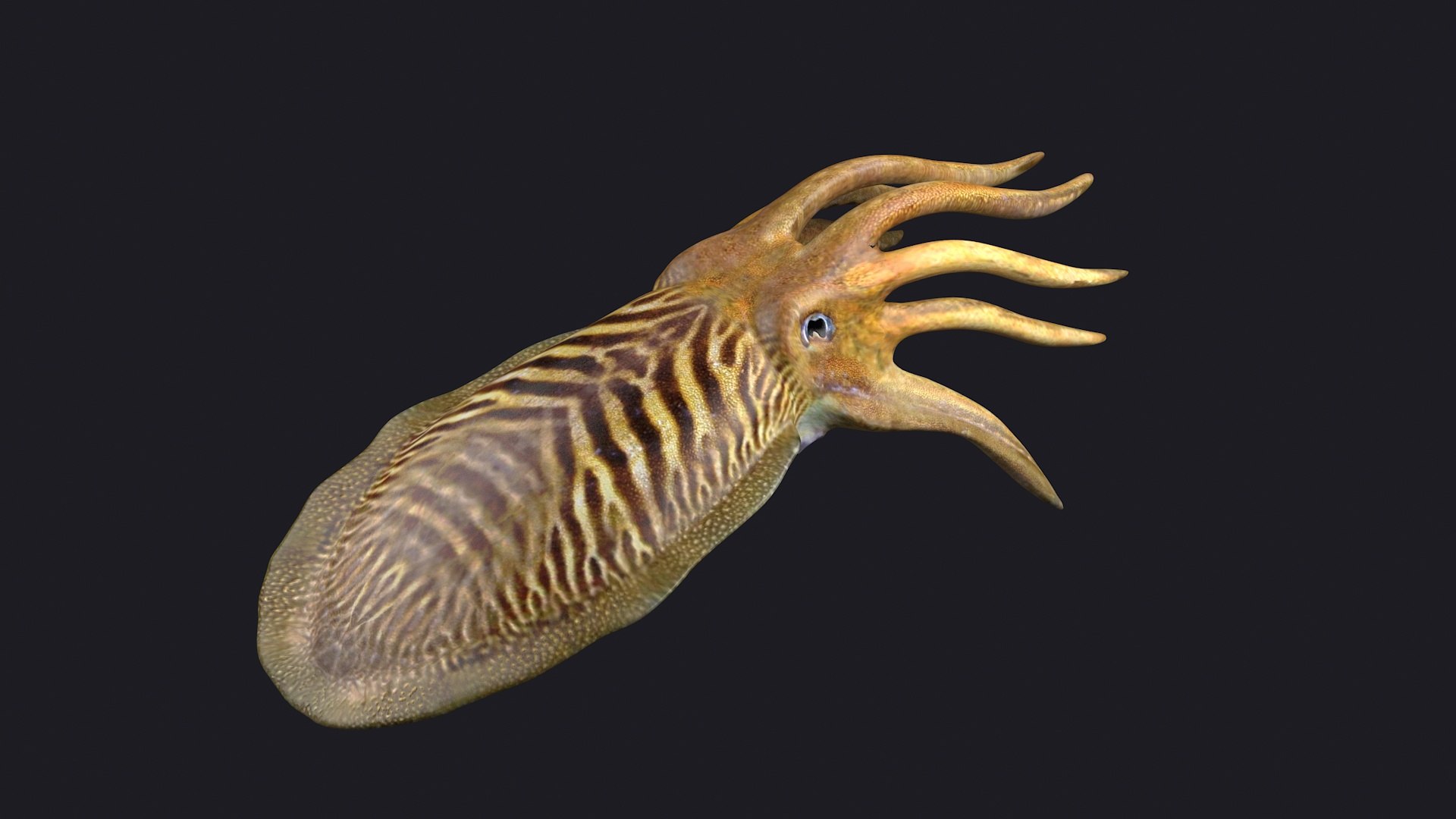 Squid Cephalopod Teuthida Tentacles Calamari Sea Food 3D - TurboSquid ...