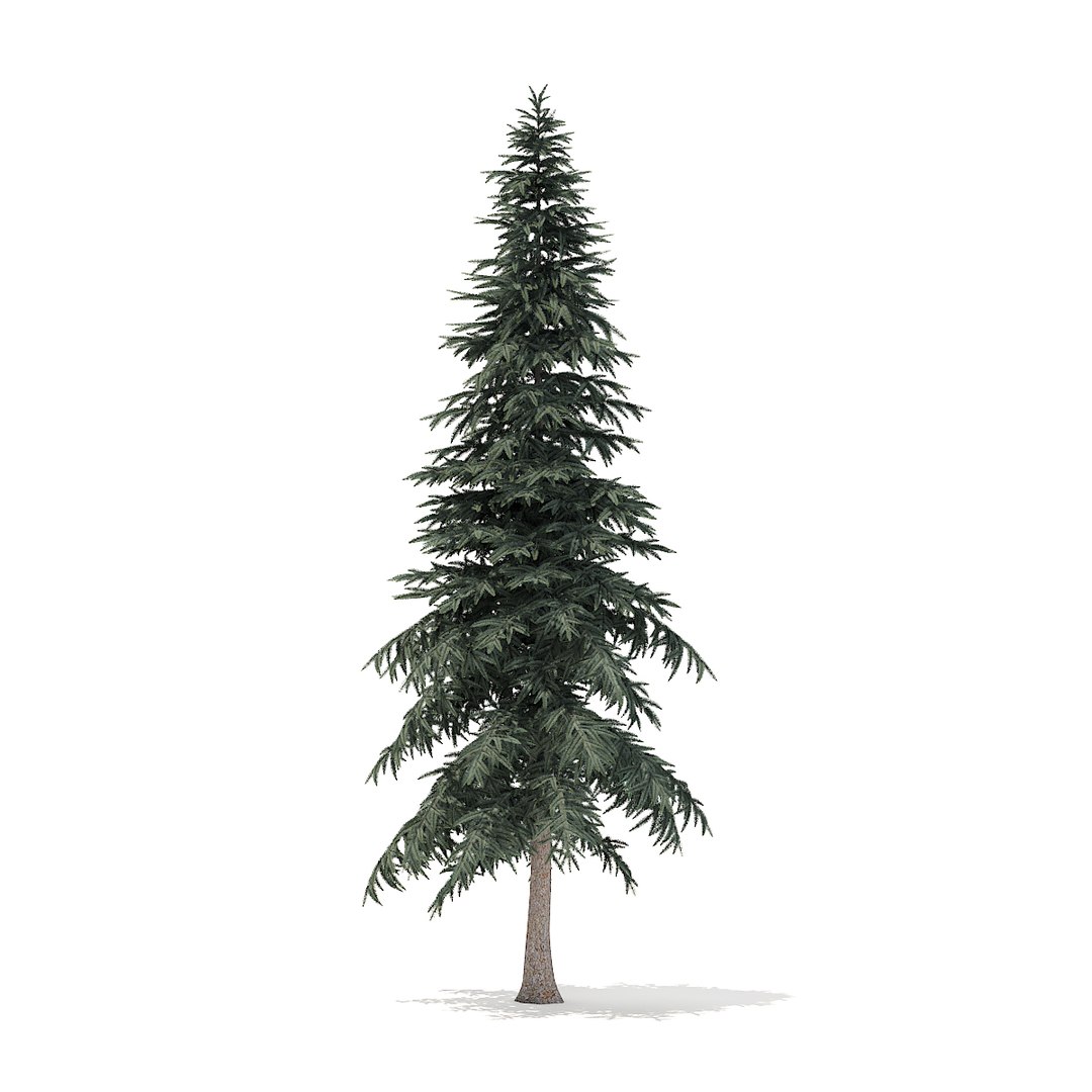 3D Spruce Tree Model - TurboSquid 1273658