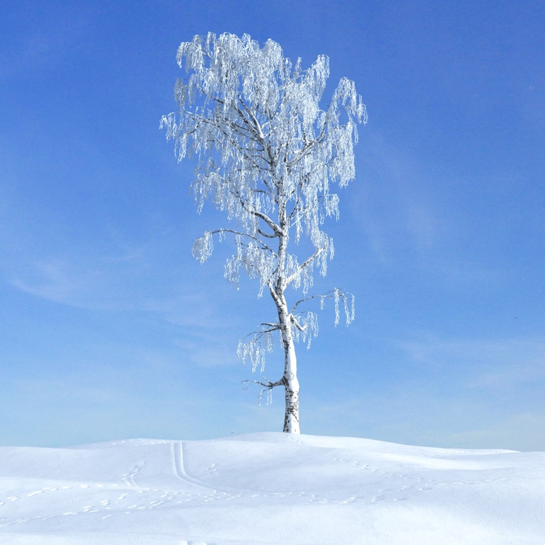 Зимняя березка. Береза зимой. Деревья в снегу. Береза в снегу. Зимнее дерево.