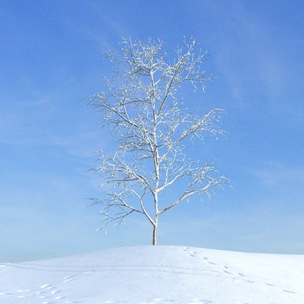 archmodels vol 100 winter trees 3d model