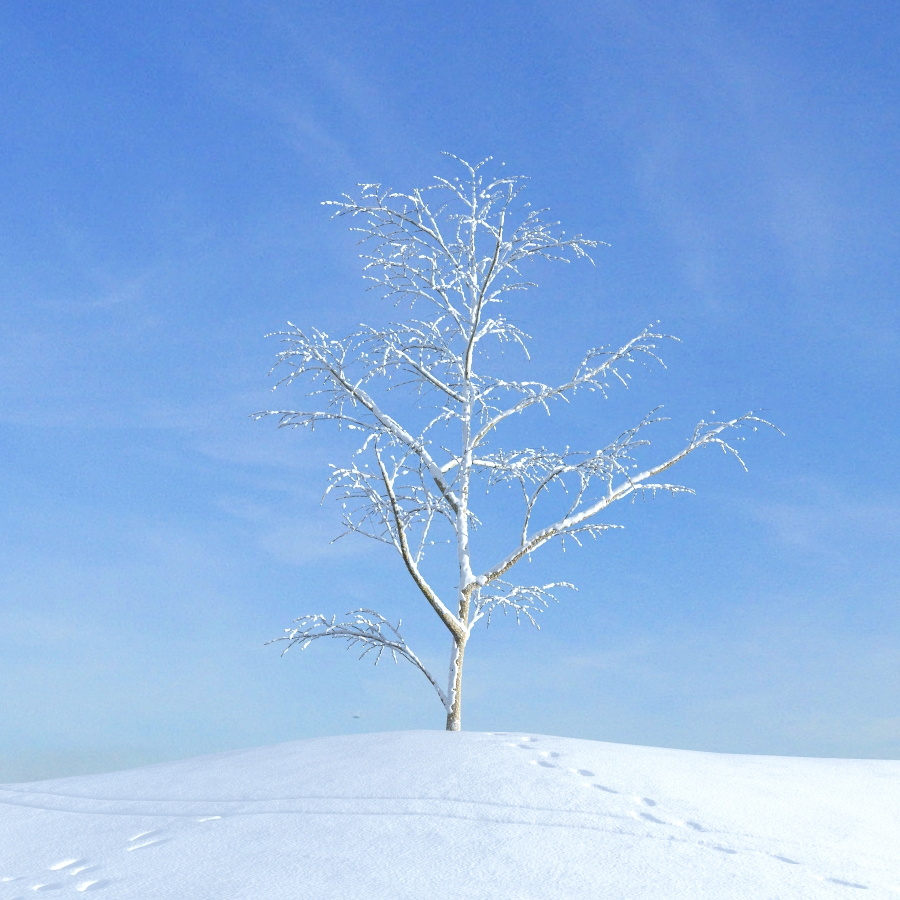 archmodels vol 100 winter trees 3d model