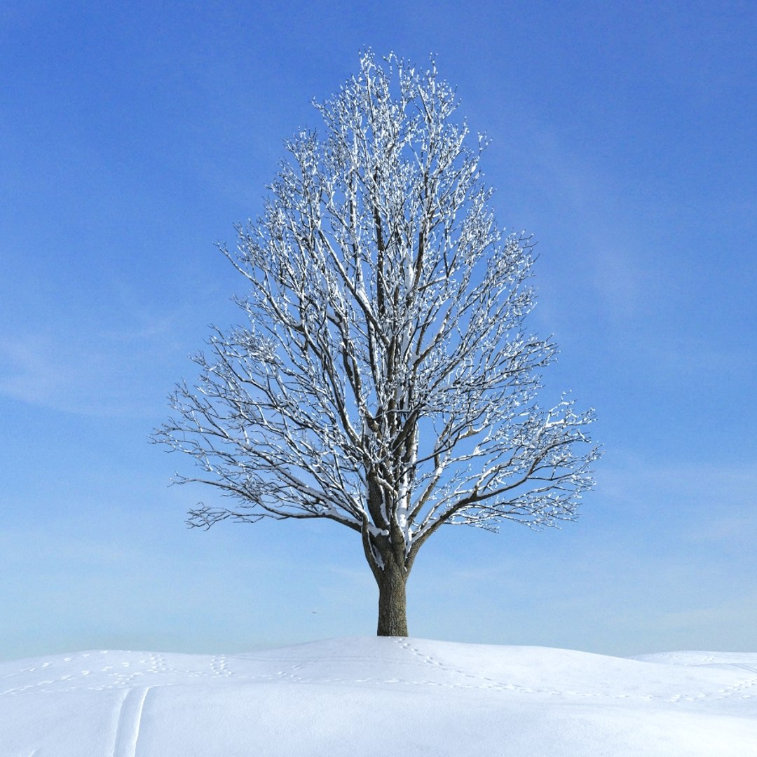 Как выглядит дерево зимой. Вяз карагач зимой. Зимнее дерево. Деревья щииой. Деревья зимой для детей.