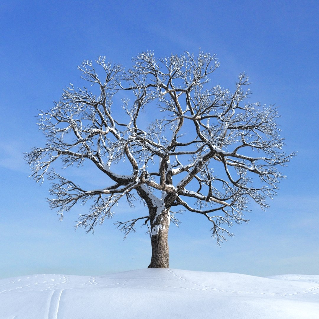 Дерево 32. Archmodels зимние деревья. Самый красивый дуб зима. Дерево 32х16. Leafless Tree.