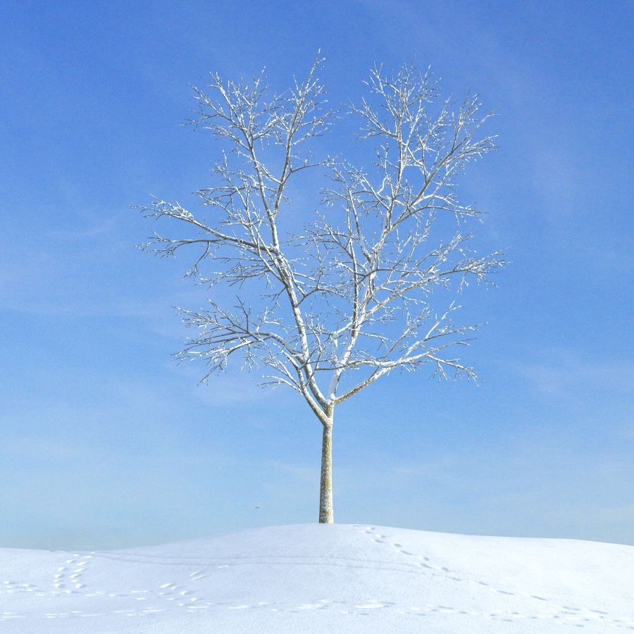 archmodels vol 100 winter trees 3d model