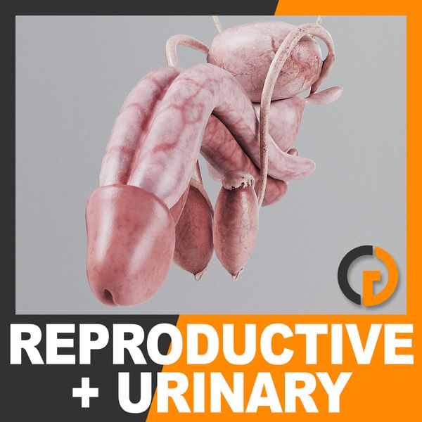 3d human urinary reproductive organs